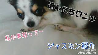 【私の事もっと知って～】ジャスミン紹介！名前の由来はまさかのパパが？【たろうTV】