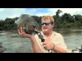 Big Black Piranha Of The Amazon