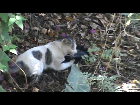 CAT CATCHES A KOEL