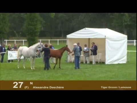 Show AQPS du Lion d'Angers 2012 - Section 3