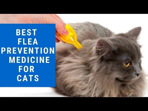 Best Flea Prevention And Treatment for Cats