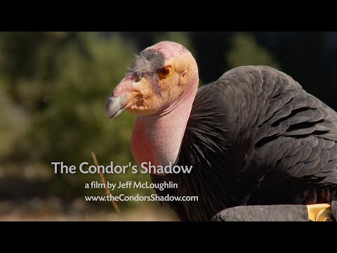 The Condor's Shadow