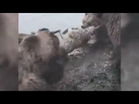 土佐犬:“闘犬”から仲間へ