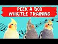 PEEK A BOO Whistling,  Cockatiel Training, Cockatiel Sounds and Whistle