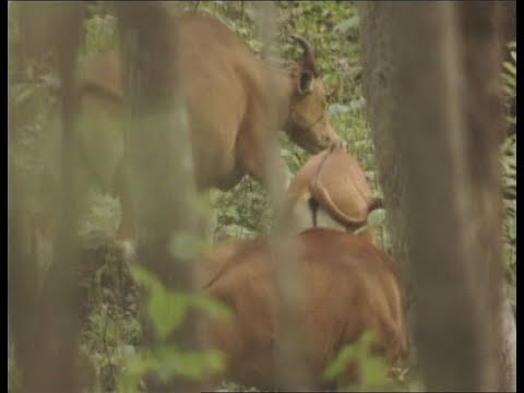 EP266 Documentary: Looking at the World, Episode: Tracing the Red Cow 2 (12 July 1992)