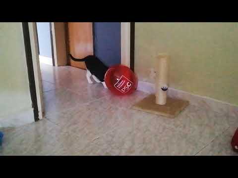 PiruletaQueen VS Globo PSC