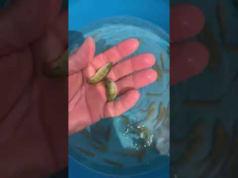 Piscicultura Bianco , Paicandu PR