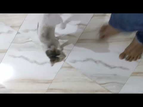 পালিত বিরাল সে আমার সাথে ঘরে প্রবেশ করতে চাইছিল