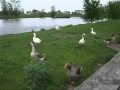 Angrybirds Wmv