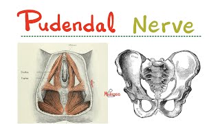 Pudendal Nerve - Hypogastric Plexus - Pelvic Splanchnic Nerve - Nerves of Pelvis