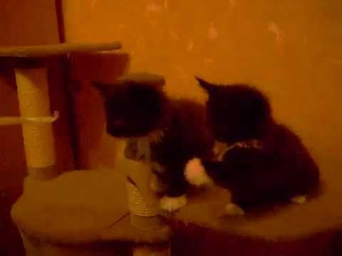 Maine Coon kittens: Abigel & Angelo Gwiazda Amira*PL