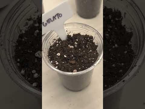 30 Seeds/ 6 Strains for My 1st Grow🌱