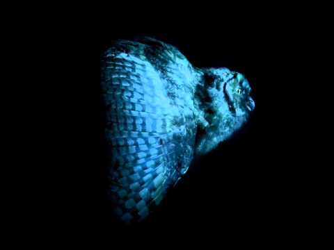 Mondkopf - The Song Of Shadows
