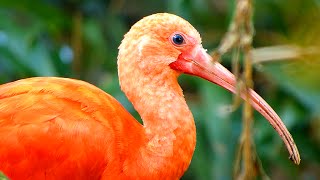 preview picture of video 'Le jardin aux oiseaux d'Upie (Drôme)'