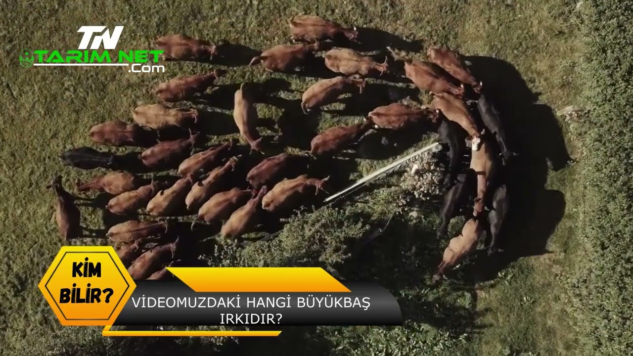 KİM BİLİR 1 HANGİ IRK