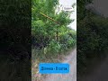 Видео превью