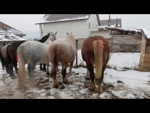 Caii lui dl. Dani de la Șugatag 2021 Maramureș