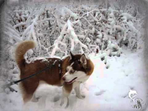 Der erste Schnee im Märchenwald