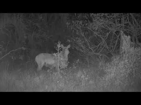 Djuma: Impalas and Waterbucks resting in open area on a windy night - 18:59 - 08/19/21