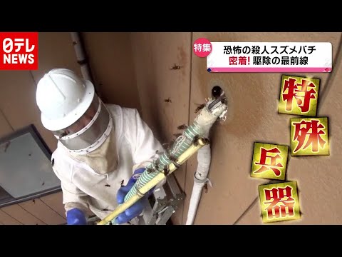 これらの植物はスズメバチを撃退します 自然と動物