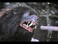 Death Dogs Attack Willow 1988