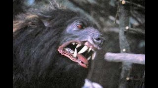 Death Dogs Attack Willow 1988