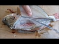 How to Fillet a Surf Perch