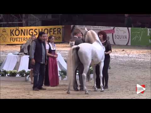 3rd Place N.92 AL ESPRI - Wels 2015 - National Sr Stallions Championship (Class 18)