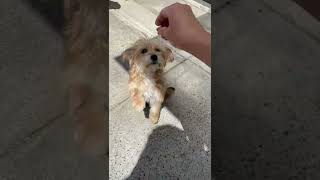 Chorkie Puppies Videos