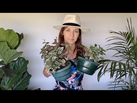 Hypoestes Care and Propagation!