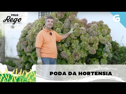 Vídeo: Como podar unha hortensia