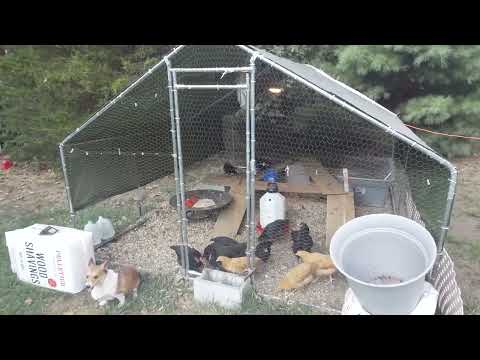 Metal Chicken Coop / Metal Tent Structure Review - An awesome structure for the backyard.