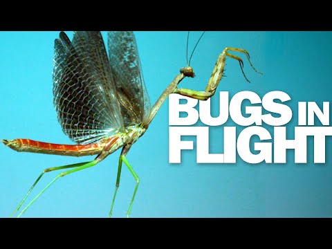 Watch These 15 Incredible Insects Fly in Slow Motion