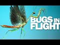 Praying Mantis & More! 15 Insects Flying in Slow Motion