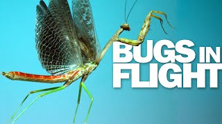Praying Mantis & More! 15 Insects Flying in Slow Motion
