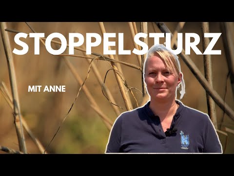 Von Experten für Profis –  Stoppelsturz nach Getreide bei Trockenheit