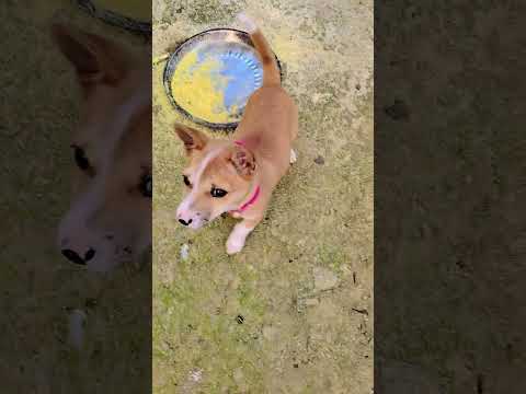 #sayana #funny #talkingtom #cat #cartoon #youtubeshort