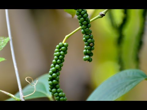 Black pepper Piper nigrum