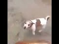 Dog explodes beautiful morning #memes #funny