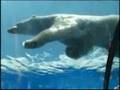 Polar Bear Swimming At Detroit Zoo
