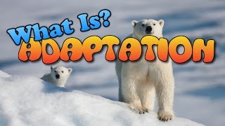 What Is Adaptation?