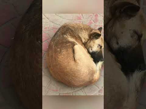 Friendship between street dogs & street boys