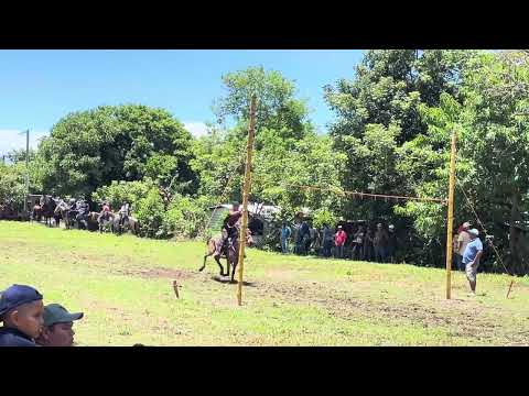 Carreras de cinta en las fiestas patronales de San Cayetano Istepeque parte 1