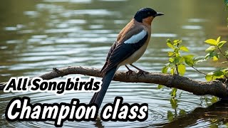 Download lagu “Suara Penguasaan Burung Kacer | Kicauan Kuat untuk Pelatihan Cepat” mp3 Download lagu “Suara Penguasaan Burung Kacer | Kicauan Kuat untuk Pelatihan Cepat” mp3