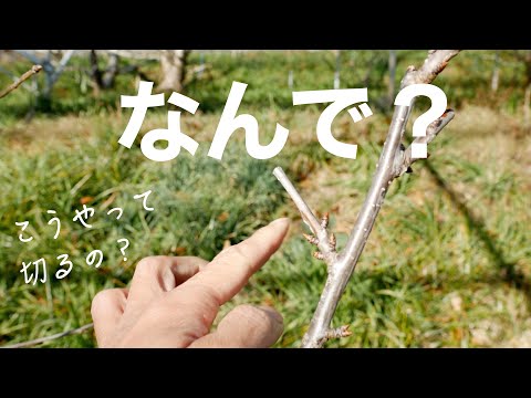 サワーチェリーの切り方:やり方はこちら 植物