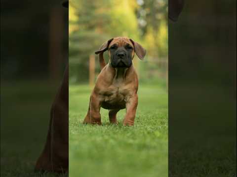 Boerboel Dog Transformation 💥🔥 | #Boerboel #DogTransformation #BeforeAndAfter