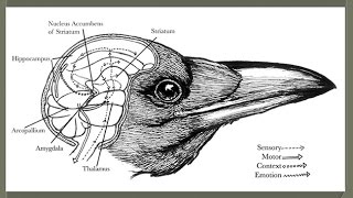 CARTA: Awareness of Death & Mortality: Other Mammals;Corvid Birds; Children's Understanding of Death