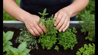 Herb Gardening for Beginners: Everything You Need to Know
