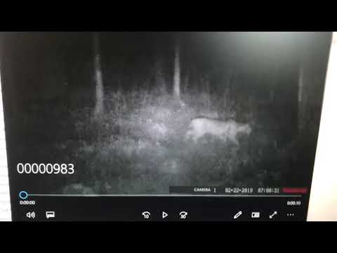 Mountain Lion in Georgia? Puma - Cougar -  Panther - Proof? - Evidence? - Real? - Deadly?-Dangerous?