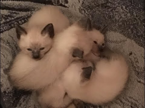 adorable Siamese Kittens, 5 Weeks Old Family fun